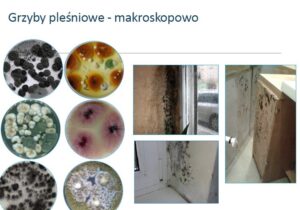 Plansza „grzyby pleśniowe makroskopowo”: kolonie na szalkach laboratoryjnych zestawione ze zdjęciami pleśni na ścianach i przy oknie